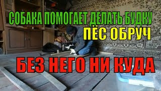 Щенок по кличке "Обруч'" помогает делать мне для него будку.  Наша Жизнь в Деревне после переезда.