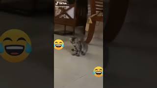 #catlover #funnycat #zumba #typシ #viral   #shorts