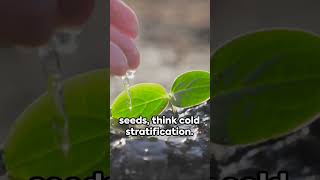 Chill Out Seeds: The Cold Stratification Method