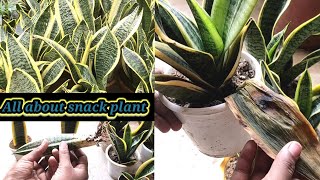 स्नैक प्लांट को मरने से कैसे बचाएं || how to grow snack plant by propagation || #Anmolprakriti