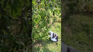 #new #kitties and #peaches #outdoors