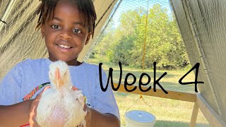 Week 4 of raising your own meat chickens #chickens #homestead #ranch #food #farmlife #countrylife