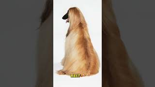 Dog of the Day: Afghan Hound | Doglime #dog #livelovedogs #pets #dogphotography