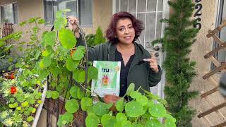 How to use All Purpose Fertilizer in the Garden | True Organic™