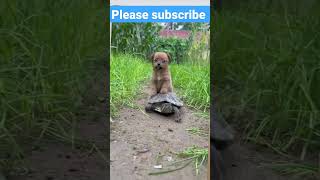 dog funny short video  #shortfeed #ytshorts #short