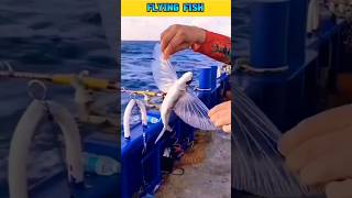 Allah Ki qudrat ⭐| Flying fish🐠 | Garnai Fish #shortsfeed #shorts #fish