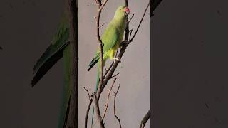 I love to Provide natural toys to my Parrot.  even of thats just a stick from Neem Plant. #birds