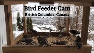 Live Bird Feeder Cam British Columbia