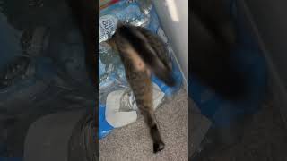 This kitten love to dance