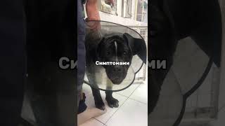 Заворот это страшное и смертельное состояние,требующее немедленной помощи.Inst: igolchenko.sergey