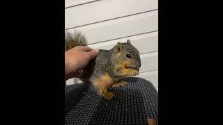 Squirrel doesn’t want to be disturbed while eating