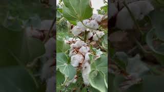 Clean Fresh Cotton | cotton plant | grow a cotton plant