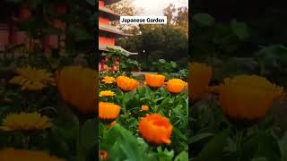 #japanese #garden #viralvideo #yt #youtubeshorts #youtube #zengarden #reels #place #explore #videos