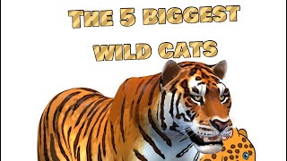 The 5 biggest wild cats