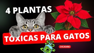 4 PLANTAS TÓXICAS PARA GATOS, QUE TALVES VOCÊ TENHA EM CASA