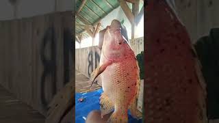 ikan nila badot merah #wadukcirata