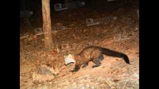 FOTOTRAP Faina (Martes foina) - Beech Marten