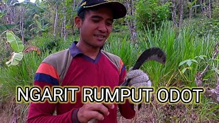 Aktivitas pagi hari ngarit rumput odot || hidup di desa