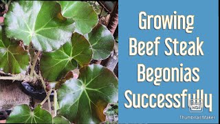 How to Grow Beef Steak Begonia Successfully! #beefsteakbegonia #begoniacare #hntvbaguio