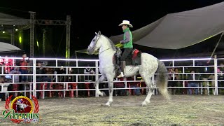 CABALLOS BAILADORES DE FEDERICO FIGUEROA