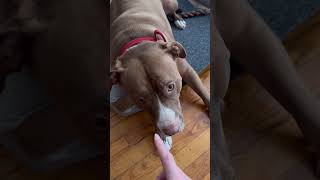 Lazy Dog 🐶🤷‍♂️#dog #doglover #cutedog  #dogtraining #pitbull #funnyvideo #shorts