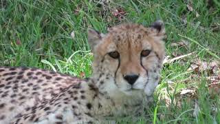 Cheetah figuring things out