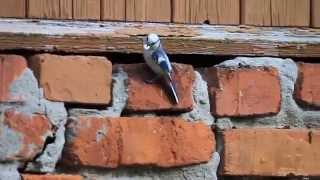 Azure Tit Belarus 2014