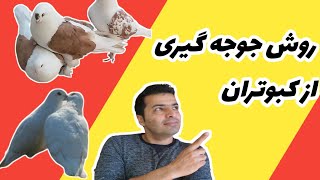 چگونه از کبوتران جوجه بگیریم