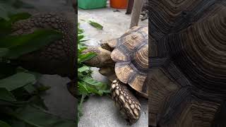 Kiku sedang makan sayuran kura kura sulcata part 32 #shorts #animals