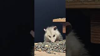 Opossum Late Night Snack | #chipmunks_and_squirrels on #Twitch