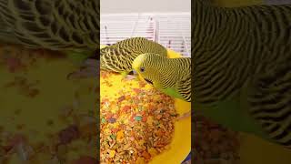 Budgies love for food! #budgies #birds #parrot #keepitupk