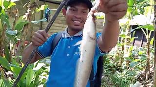 Mancing ikan gabus Disungai batang.