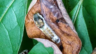 Spicebush Swallowtail Caterpillar Molting