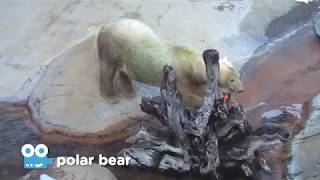 Zoo Cam - Polar Cam Episode 3