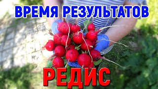 #РЕДИС ЛУЧШИЕ СОРТА РЕДИСА 2019