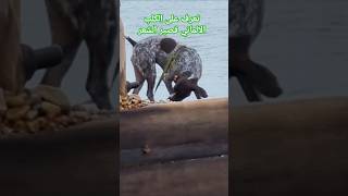 تعرف على الكلب الألماني قصير الشعر  🐕 🐕 🐕