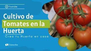 🍅🍅🍅 Cómo plantar TOMATES en la HUERTA 🍅🍅🍅 SIN COMPRAR SEMILLAS