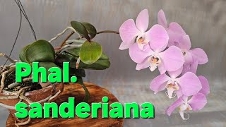 Phalaenopsis sanderiana (호접란 산데리아나)