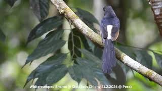 White-rumped Shama @ Chiu S C DSCN2785