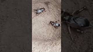 প্রাকৃতিক ঘটনা #natural #reels #viral #shortsvideo #insect