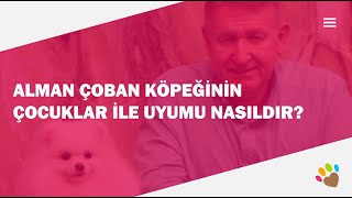 Alman Çoban Köpeğinin çocuklarla ilişkisi nasıldır ?