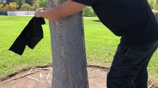 How To Setup A Slackline with Billy Candelaria