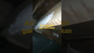 apa itu di sirip nya ada yg aneh tapi joss hasilnya