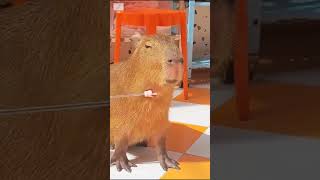 Capybara vs crocodile: Unexpected Friendship? #shorts