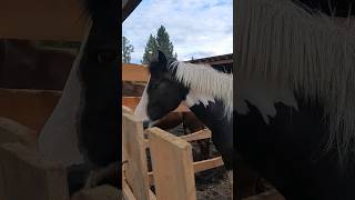 Horse belike♥️#foryou #shortvideo #animals #animallover #horse #horselover #fyp