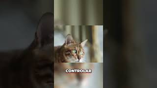 Castración de Gatos  ¡La Clave para un Futuro Responsable!