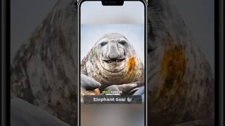 Elephant seal fight for what? #animals #shorts