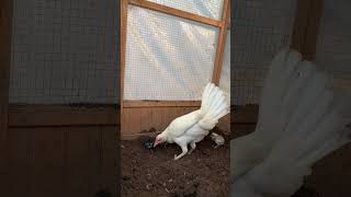 American Gamefowl Chicks