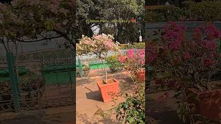 Cubbon Park #illuminatisong #cubbonpark #bengaluru #bangalore #flowers #ytshorts #tamilshorts #rose