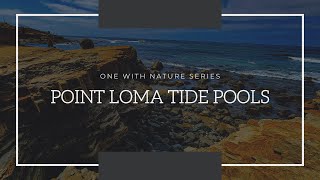 Point Loma Tide Pools - One With Nature Series